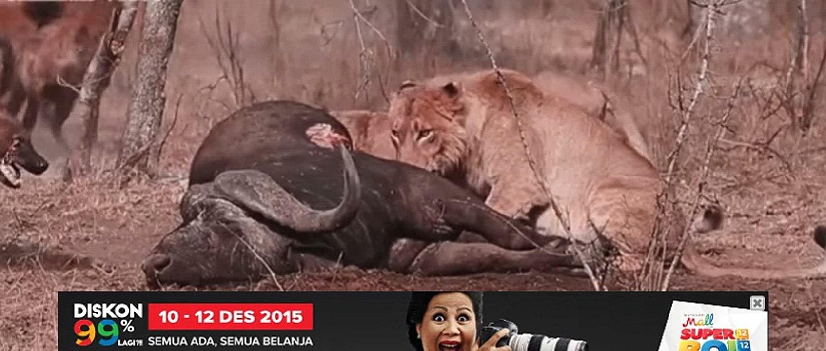 Lion vs Hyena a terrible fight to death NEW