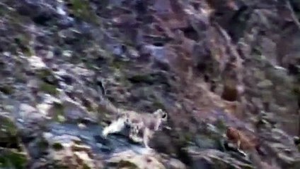 Risking one's life for food