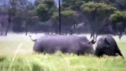 Compilation stressful lion and rhino fights
