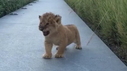 The roar of a lion cub