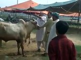 Qurbani cow run away Islamabad Cow Mandi 2015