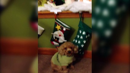 Pets Perplexed By Christmas Stockings