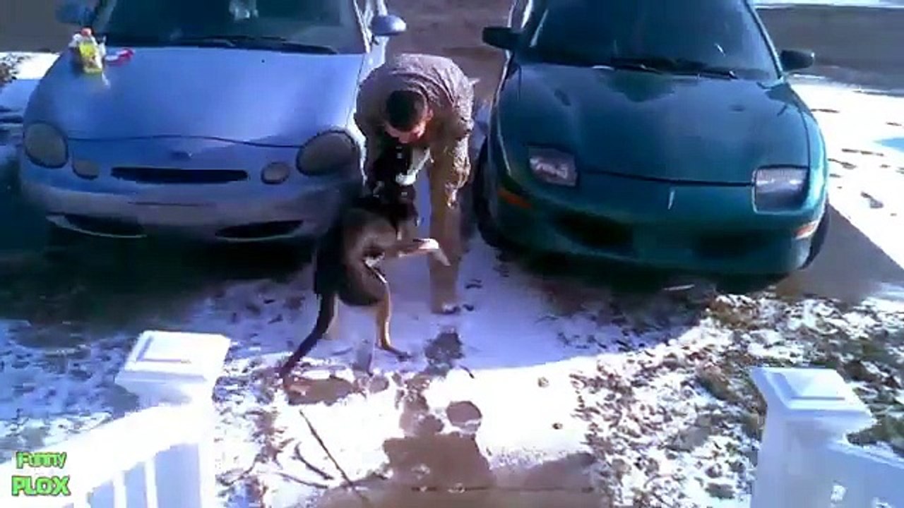 Dogs Welcoming Soldiers Home Compilation 2015 [HD]