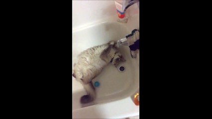 Kitty Cat Just Wants to Have Fun!