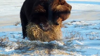 Этот медведь никогда не был так счастлив, пока не нашел тюк сена