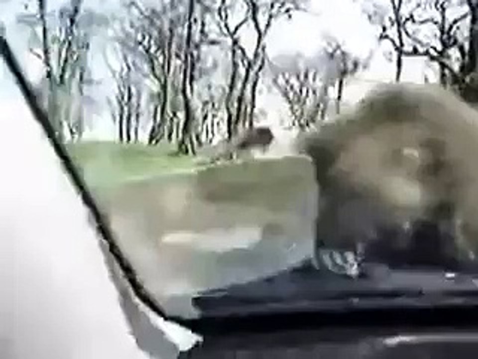 ватсап видео whatsapp - YouTube