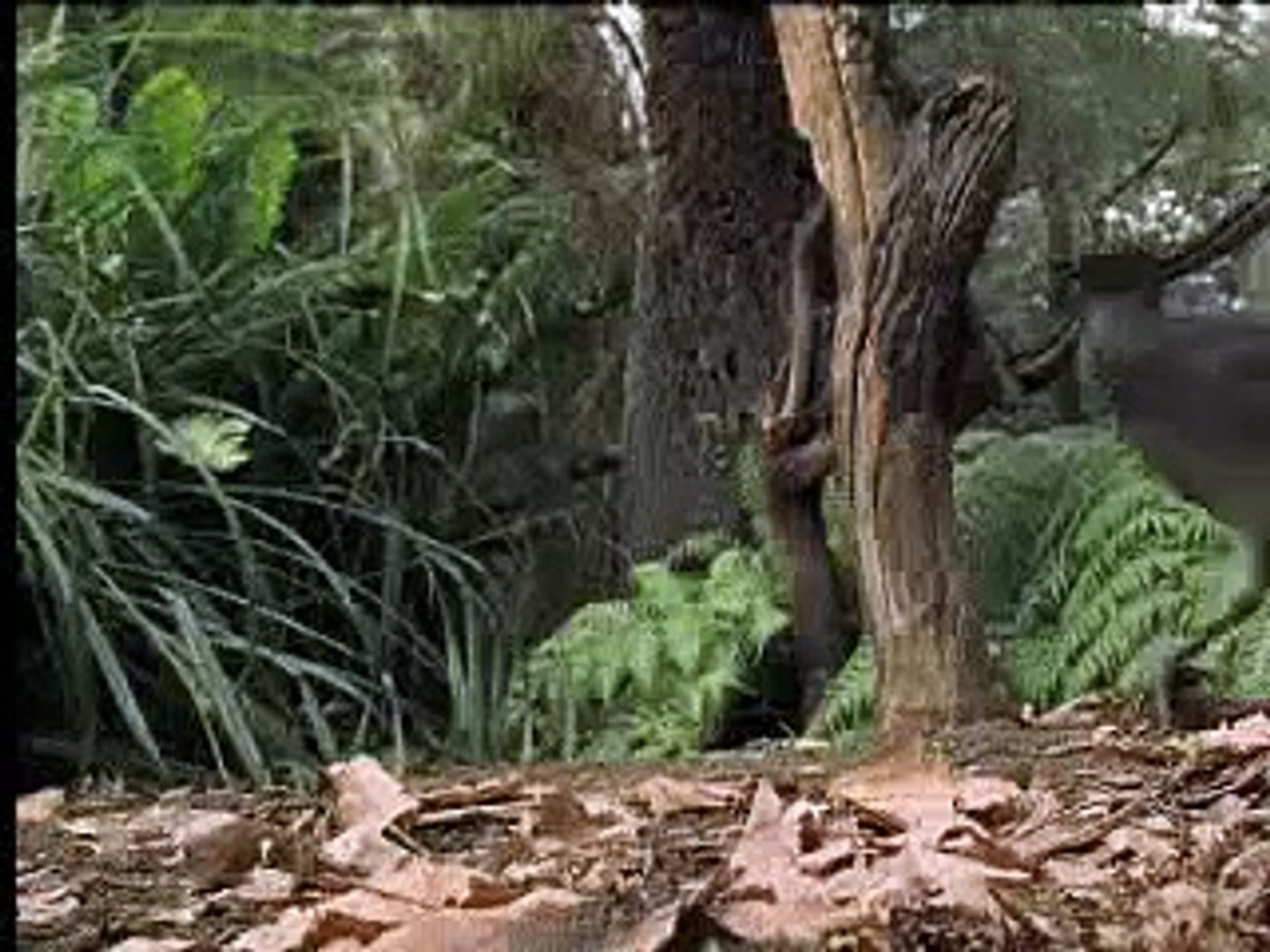 ⁣Amazing! Bird sounds from the lyre bird - David Attenborough - BBC wildlife
