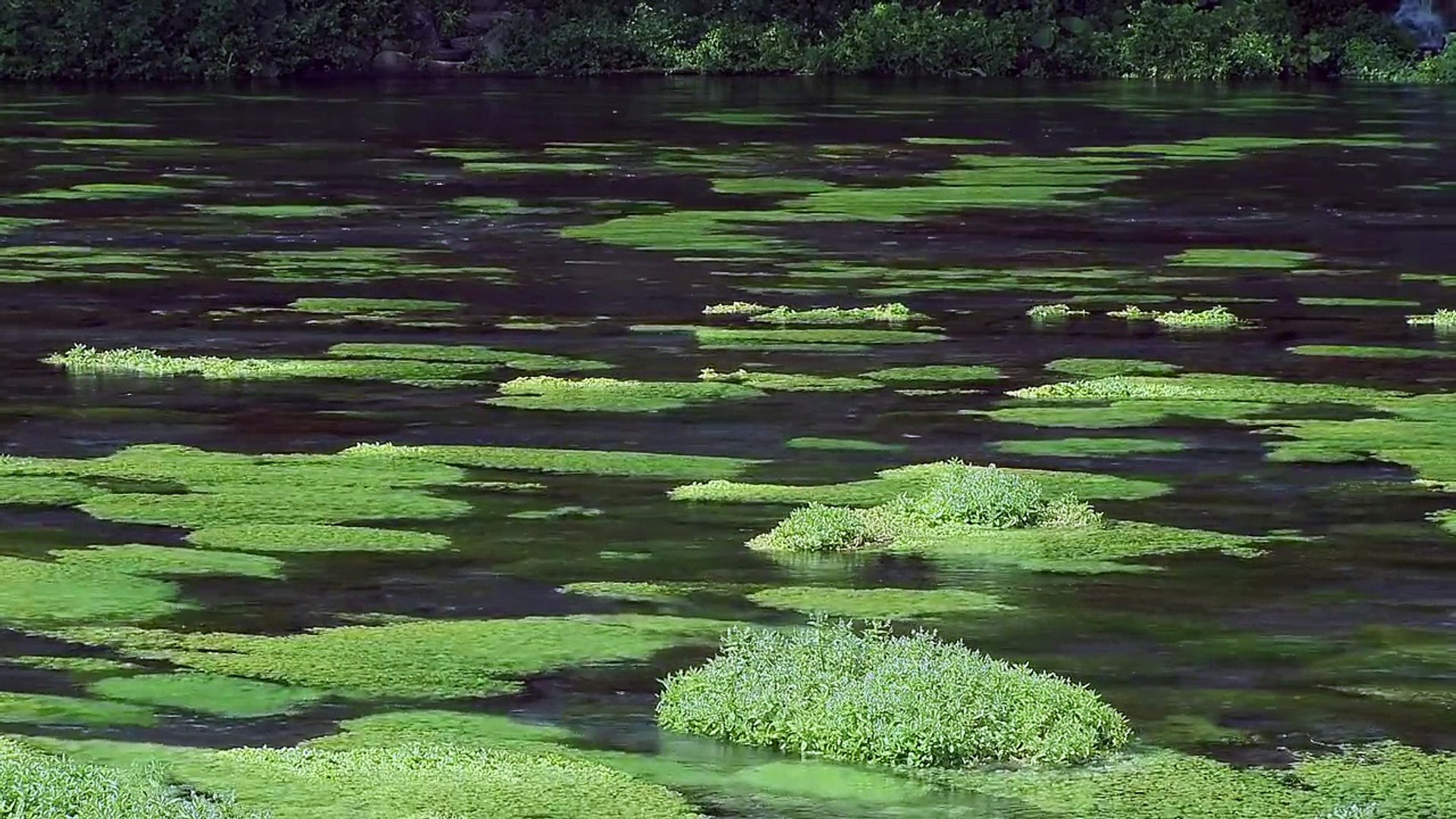 ⁣Nature Sounds〜River Sounds〜Relaxing
