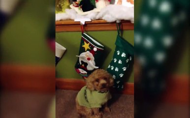 Pets Perplexed By Christmas Stockings