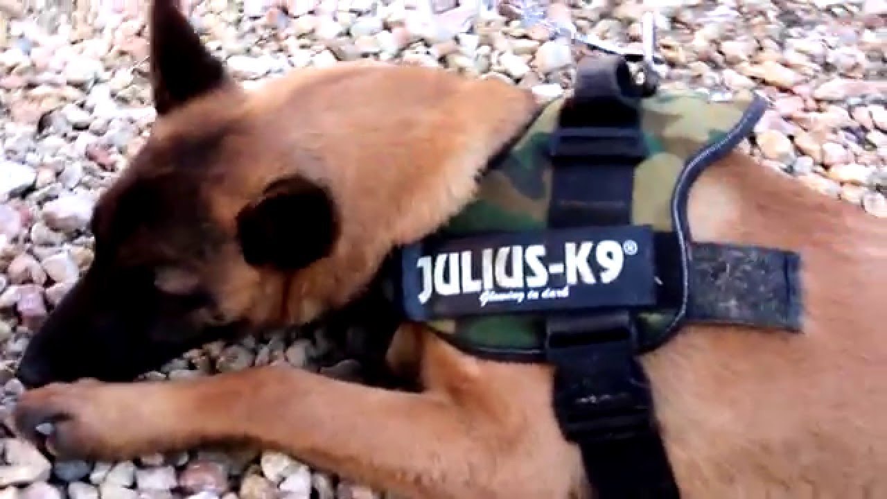 Fisi Faunes - Sezoni 3 / Episodi 18