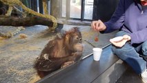 Il fait un tour de magie à un orang outan