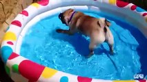 Pugs love the pools. Funny pugs swim