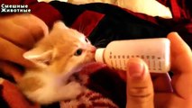 Cute kittens drink from the bottle. Funny kittens