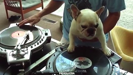 Pug do controle remoto. Pug engraçado DJ