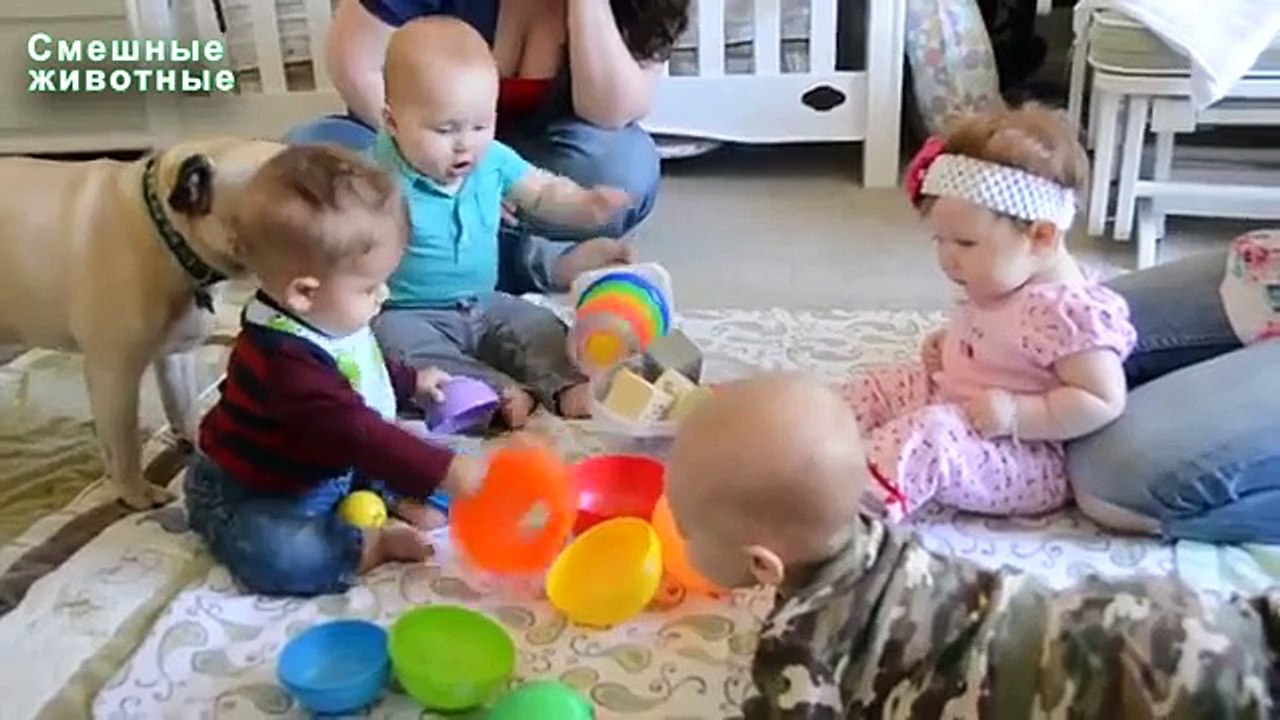 Pugs brincar com as crianças. Pugs engraçados e crianças