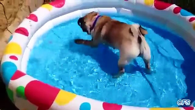 Pugs adorar as piscinas. Pugs engraçados nadar