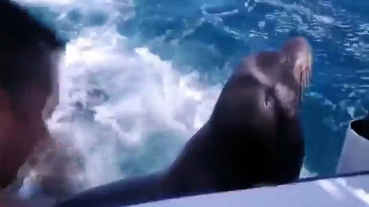 Os leões marinhos vieram para visitar. Leões engraçados do mar