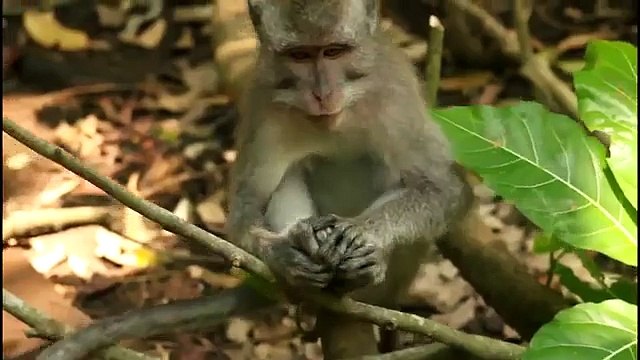 Não perca sua chance. Os animais engraçados bocejar