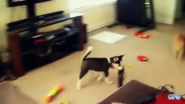 Roubo do sapato. Filhotes de cachorro engraçados roubam sapatos