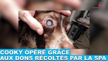 Cooky opéré grâce aux dons récoltés par la SPA! Une bonne nouvelle dans la minute chien #62