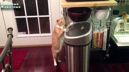 Quem vai ganhar contra os escaninhos de lona Gatos