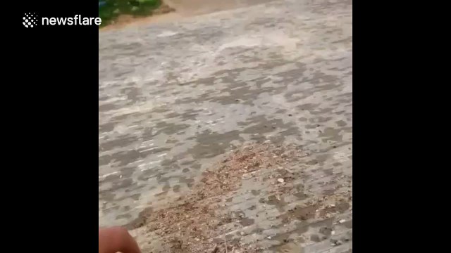 Dog hilariously fails to jump onto the back of a pick-up truck