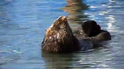 Nutria de mar se ocupa de sí mismo. Nutria divertida flotando en la espalda