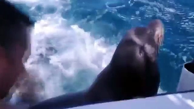 Los leones marinos han venido a visitar. Leones marinos divertidos