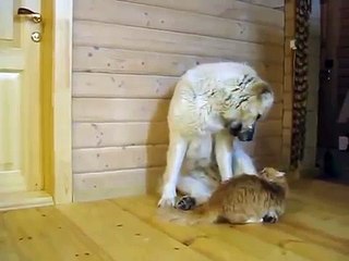 La verdadera amistad. Gato y perro