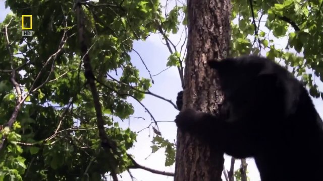 [National Geographic] Wild Russia: The Secret Forest HD (Nature Documentary)