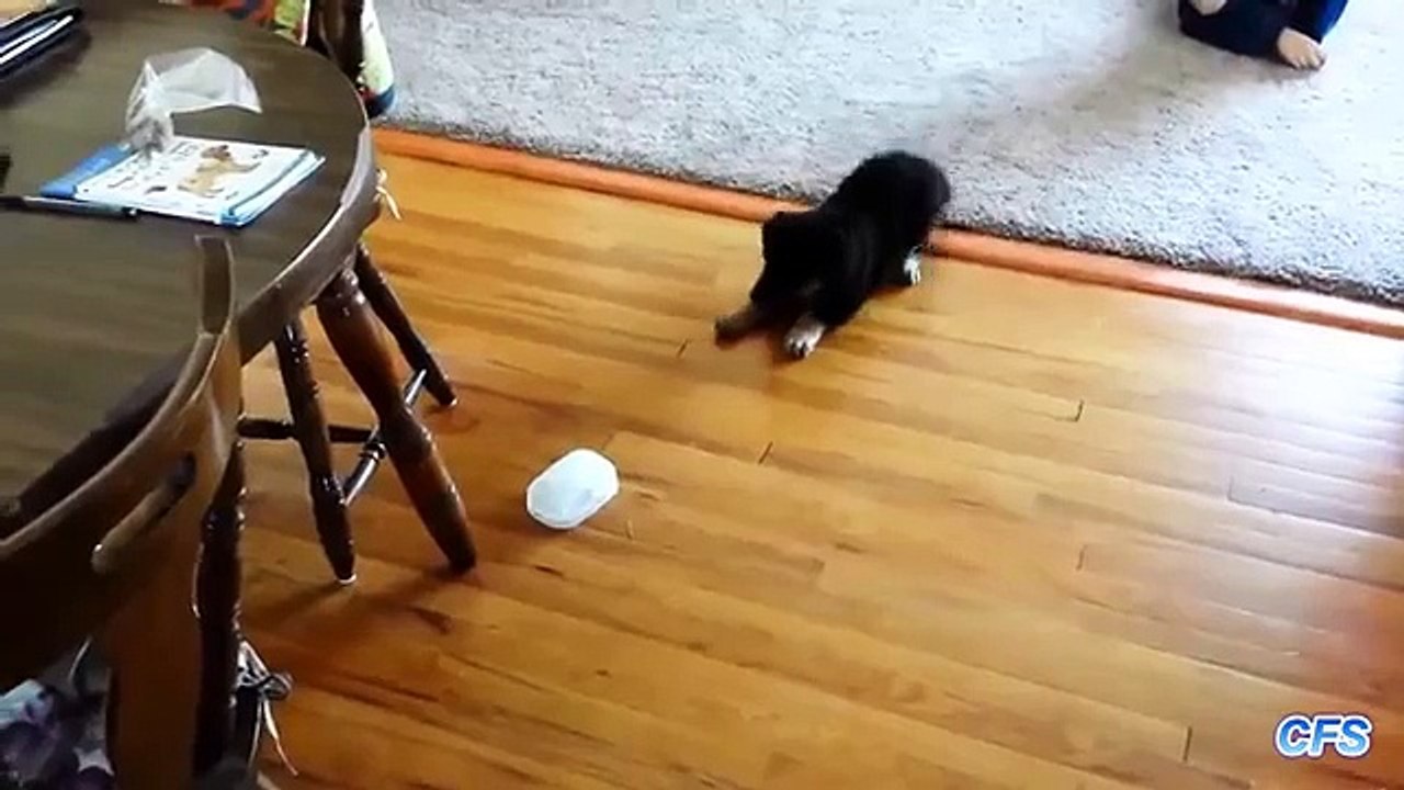 Los cubitos de hielo contra los cachorros. Divertido cachorro jugando con cubos de hielo