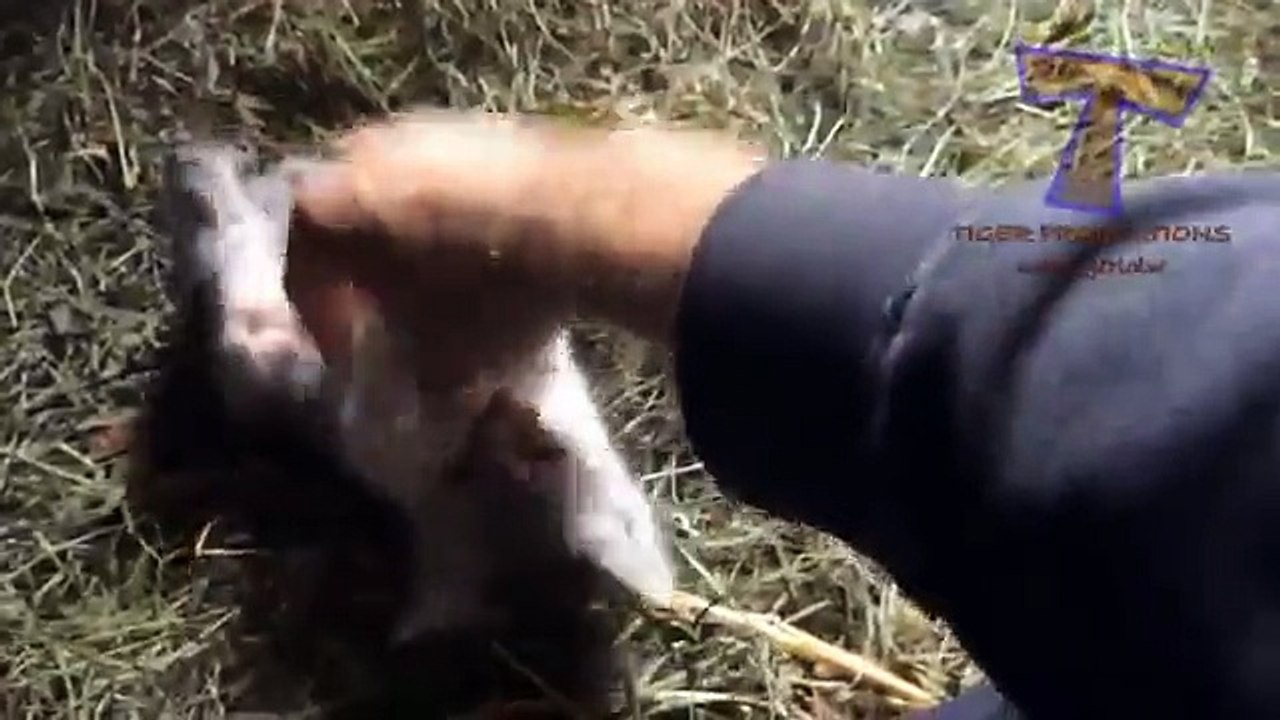 Lindos gatitos - gatitos divertidos de selección