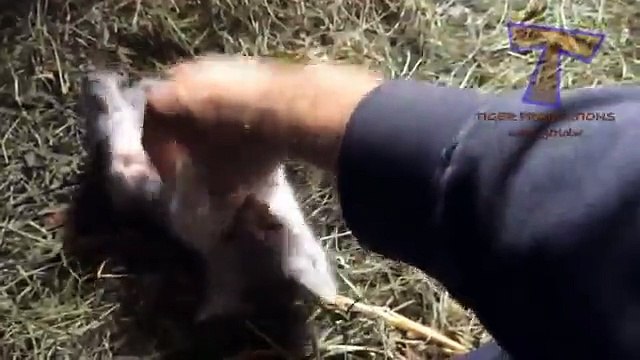Lindos gatitos - gatitos divertidos de selección