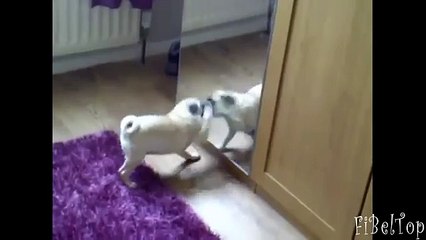 Carlin se reflète dans le miroir. Roquets contre le miroir