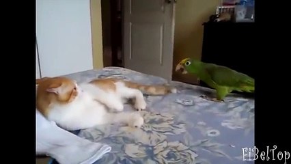 Comment le patient sont des animaux patients Funny Animals