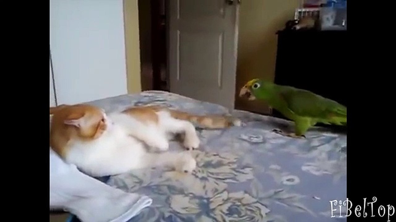 Comment le patient sont des animaux patients Funny Animals