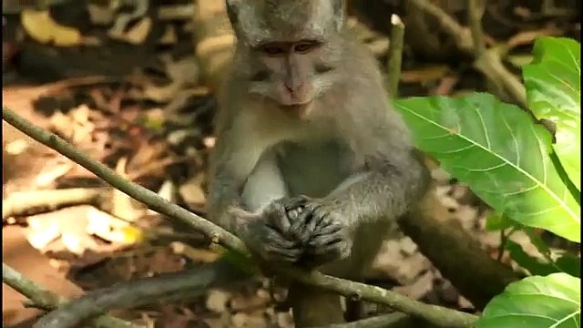 Ne manquez pas votre chance. Funny animals bâiller