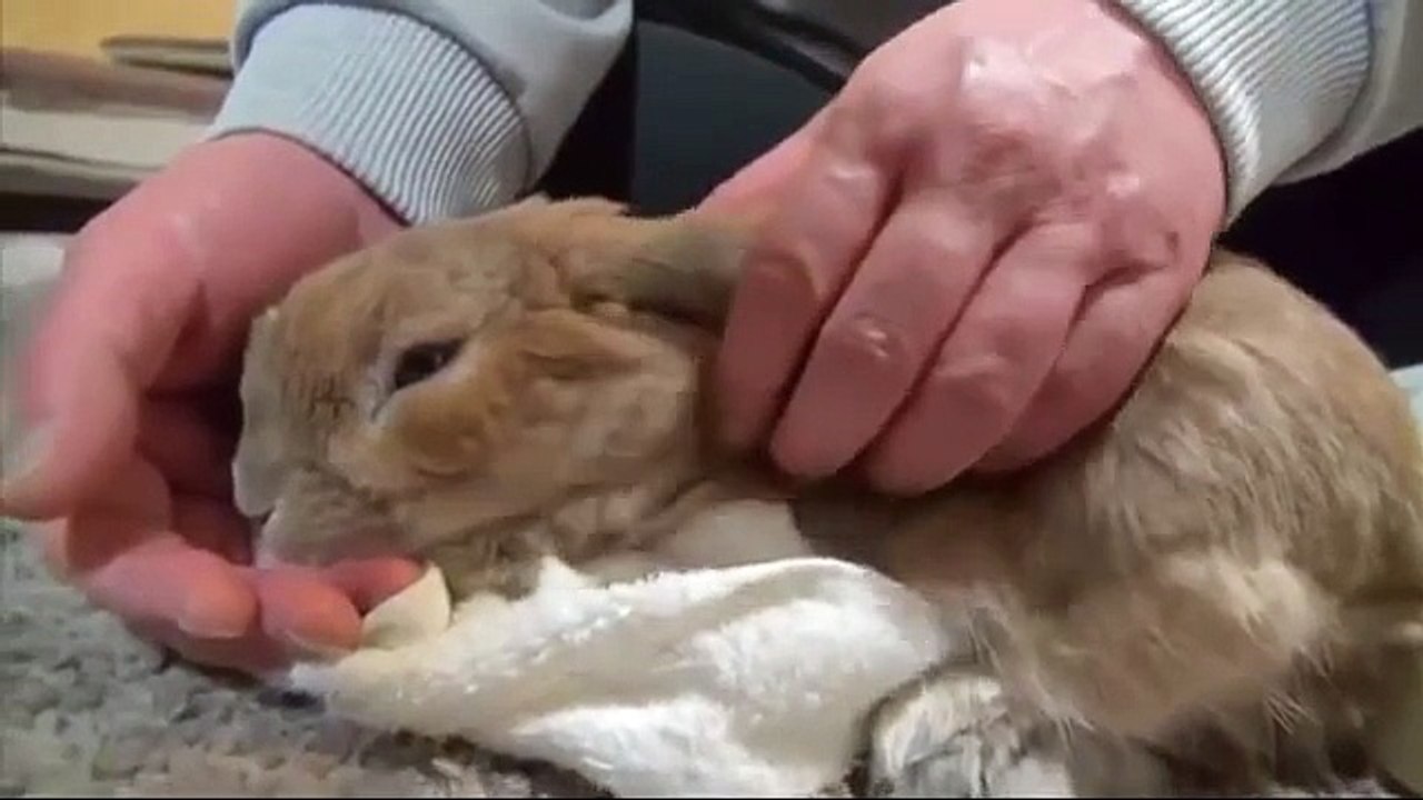 Lapin aime se faire caresser. lapin mignon