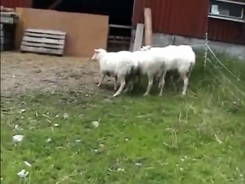 Lapin a donné la terreur. Funny bunny moutons chasse