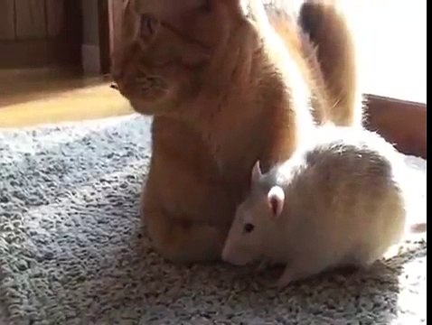 Les rats aiment le chat. Amis de rat drôle avec un chat