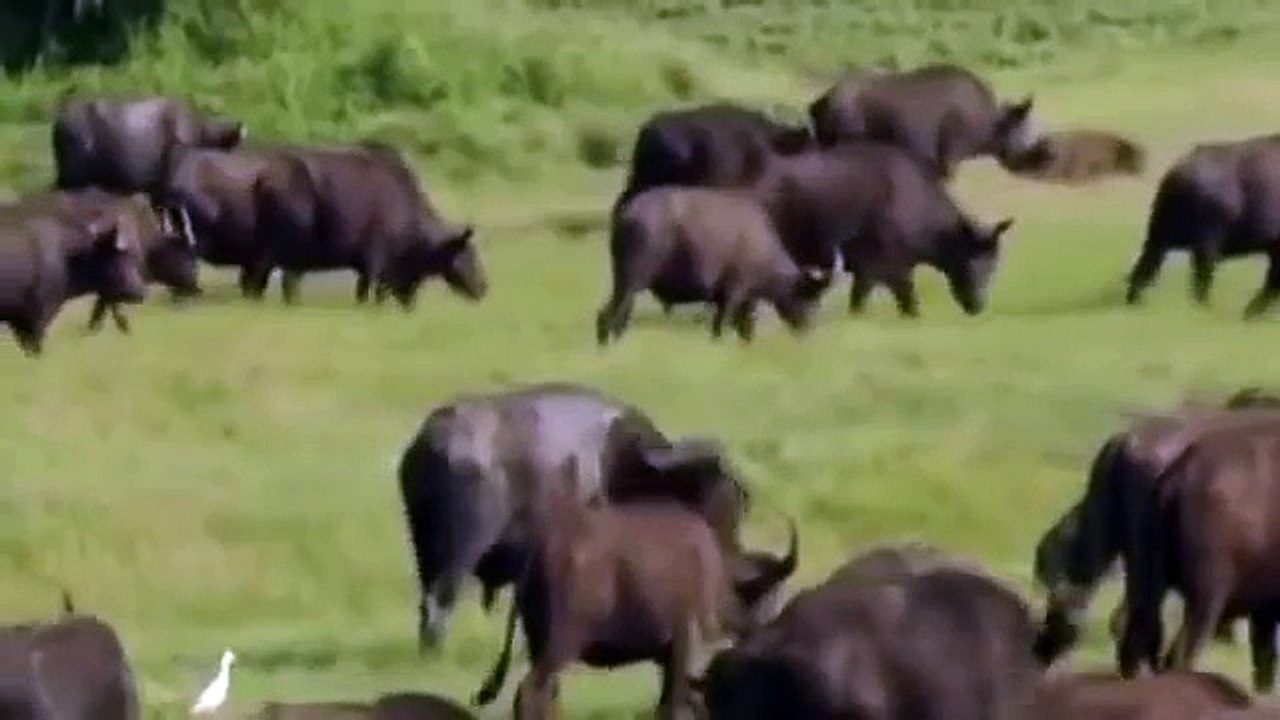 Blind Lioness Expert Killer - National Geographic Documentary