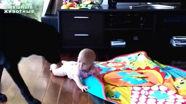 Labradors jouent avec les enfants. Labradors et les enfants drôles