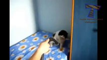 Лучшие смешные и милые кошки и коты - прикольное видео (сборник)
