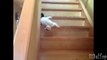 Escaliers pour les animaux. Les animaux et les escaliers