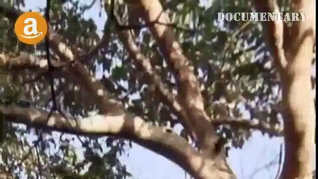 Lions Documentary - Lion & Hyenas Attacking Their Prey to Death