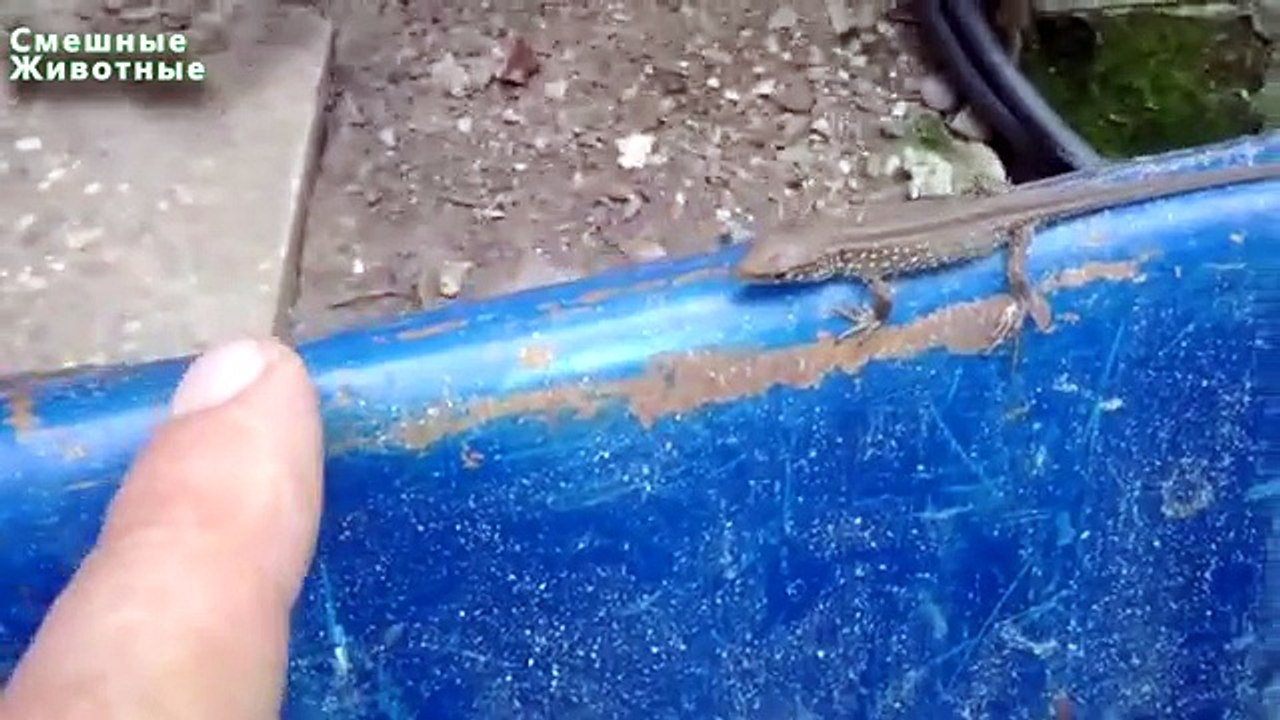 Petit lézard. petits animaux drôles