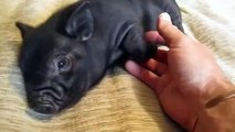 Mini porcs. Les porcs domestiques mignon