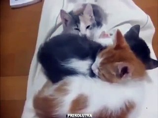 Многокотие. Кучка спящих котят