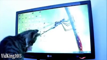 Мяукалки. Смешные коты мяукают и разговаривают