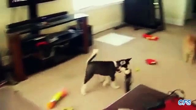 Кража обуви. Смешные щенки крадут обувь